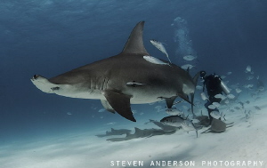 Hammerheads have found their way back to Bimini Bahamas by Steven Anderson 